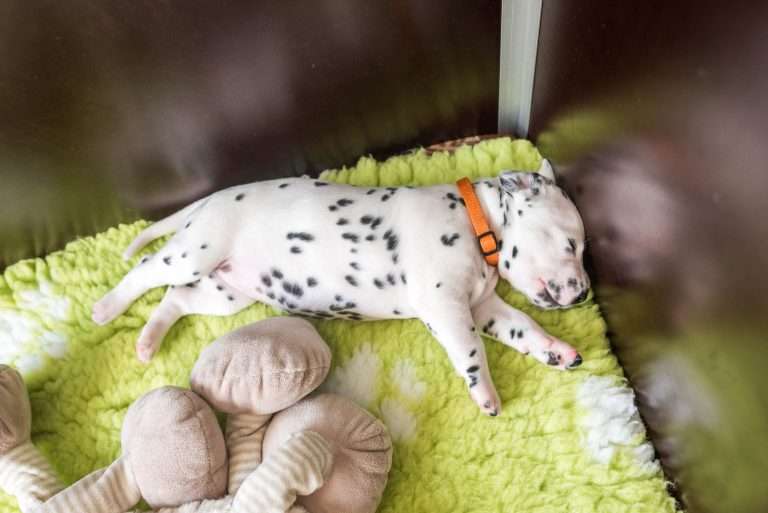 A-Wurf 20. Lebenstag (4)