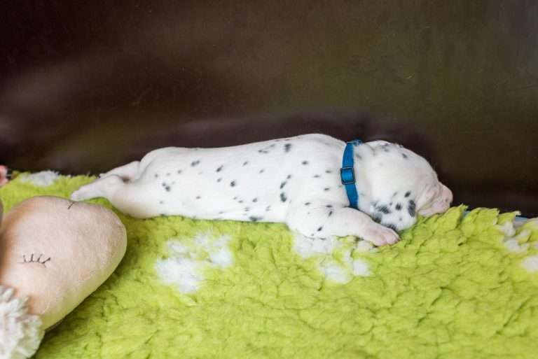 A-Wurf 20. Lebenstag (5)