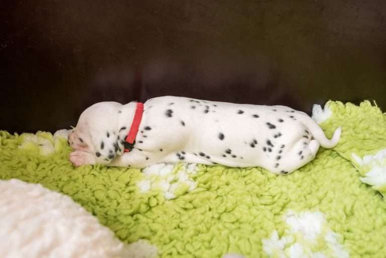 A-Wurf 20. Lebenstag (6)