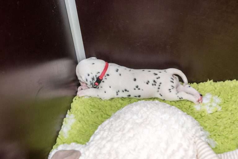 A-Wurf 20. Lebenstag (7)