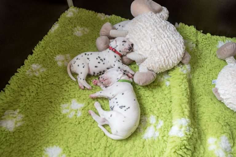 A-Wurf 20. Lebenstag (8)