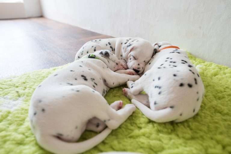 A-Wurf 22. Lebenstag (10)