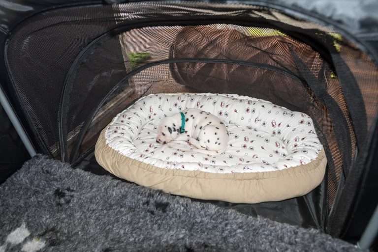 A-Wurf 22. Lebenstag (11)