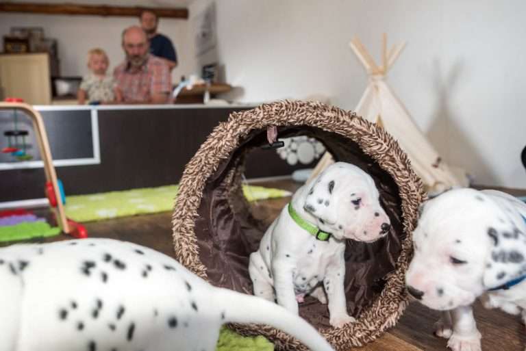 A-Wurf 22. Lebenstag (12)