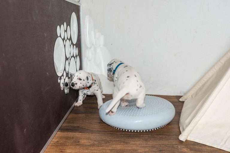 A-Wurf 22. Lebenstag (14)