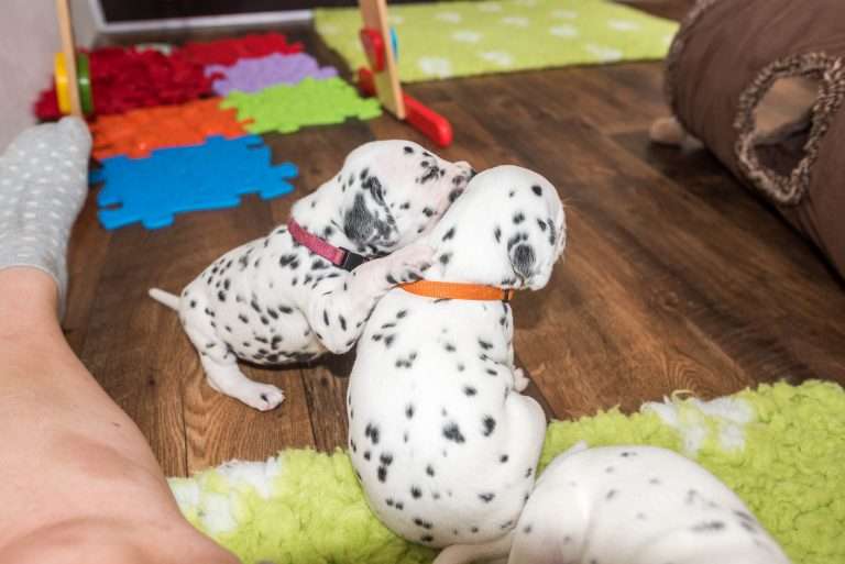 A-Wurf 22. Lebenstag (15)