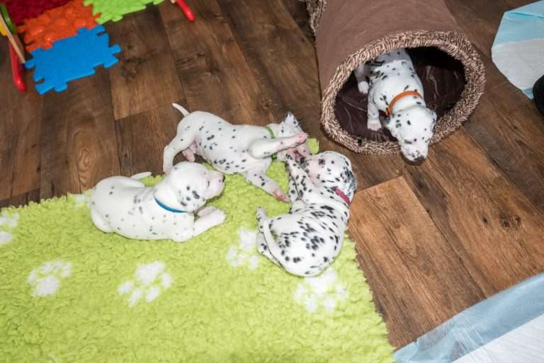 A-Wurf 22. Lebenstag (16)