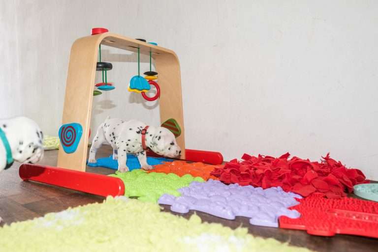 A-Wurf 22. Lebenstag (17)