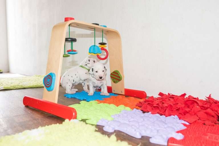 A-Wurf 22. Lebenstag (18)