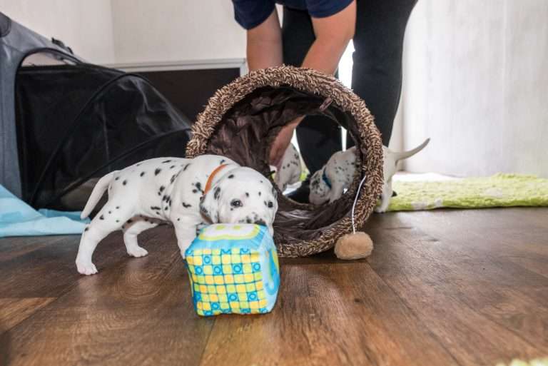 A-Wurf 22. Lebenstag (19)