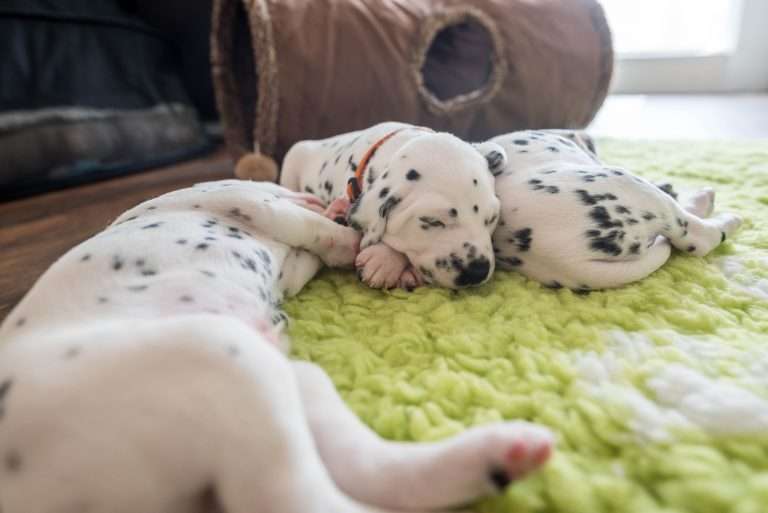 A-Wurf 22. Lebenstag (2)