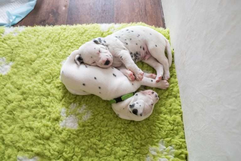 A-Wurf 22. Lebenstag (21)