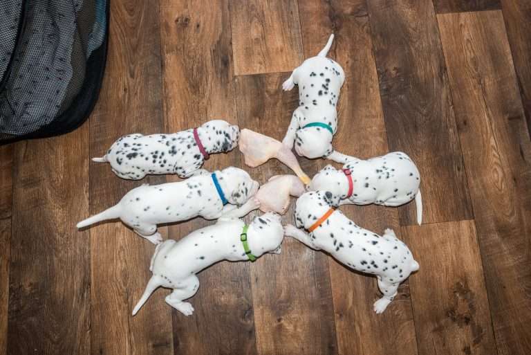 A-Wurf 22. Lebenstag (22)