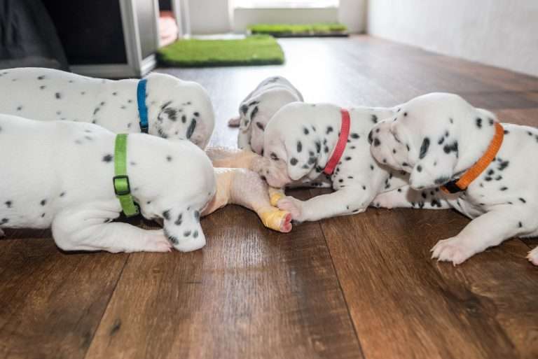 A-Wurf 22. Lebenstag (23)