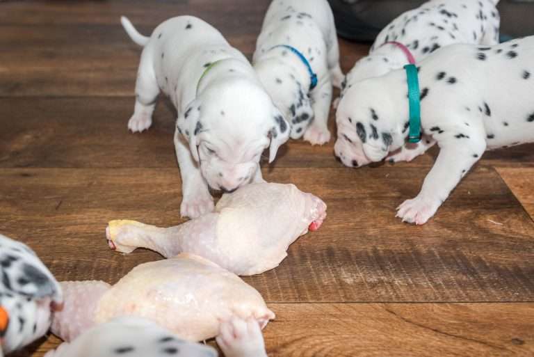 A-Wurf 22. Lebenstag (24)