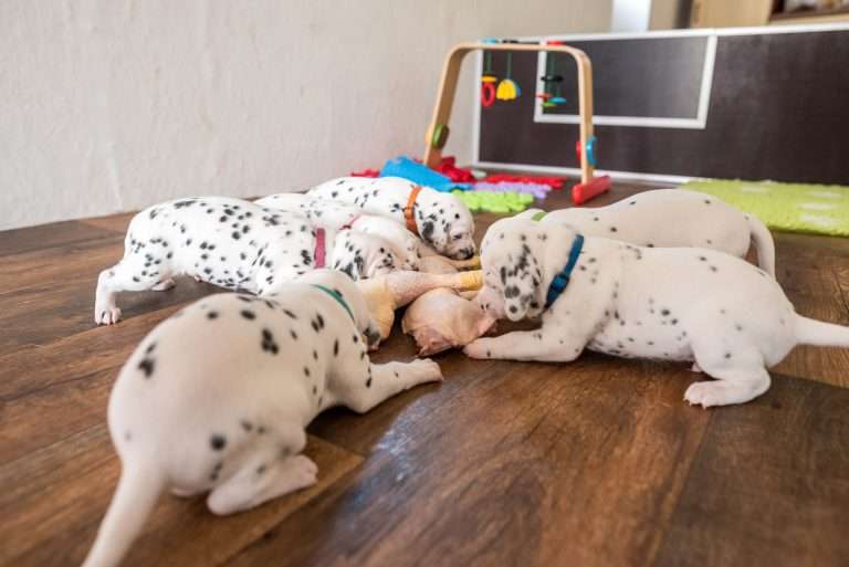 A-Wurf 22. Lebenstag (25)