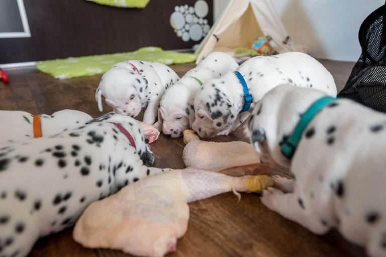 A-Wurf 22. Lebenstag (26)