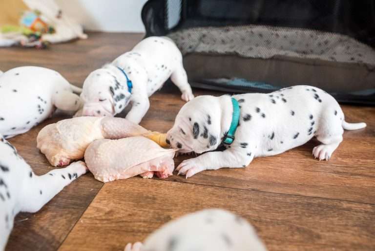 A-Wurf 22. Lebenstag (27)