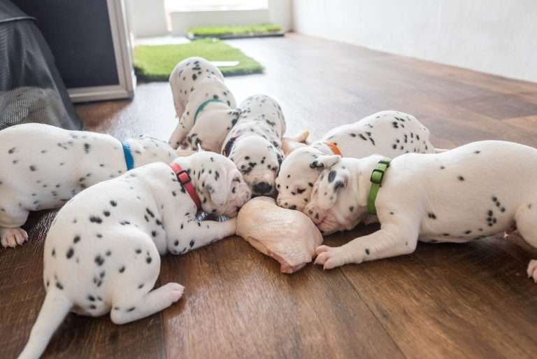 A-Wurf 22. Lebenstag (29)