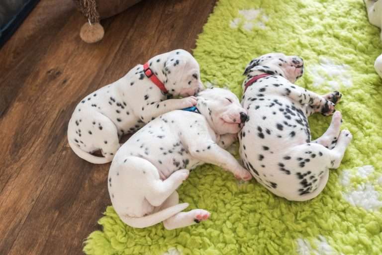 A-Wurf 22. Lebenstag (3)