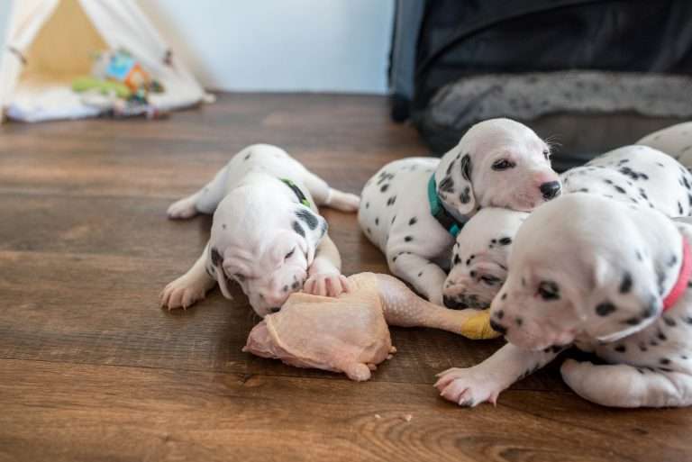 A-Wurf 22. Lebenstag (30)