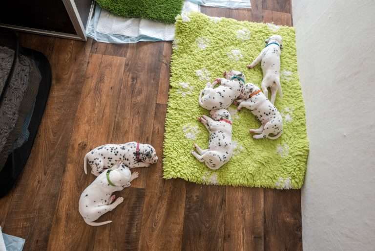 A-Wurf 22. Lebenstag (31)