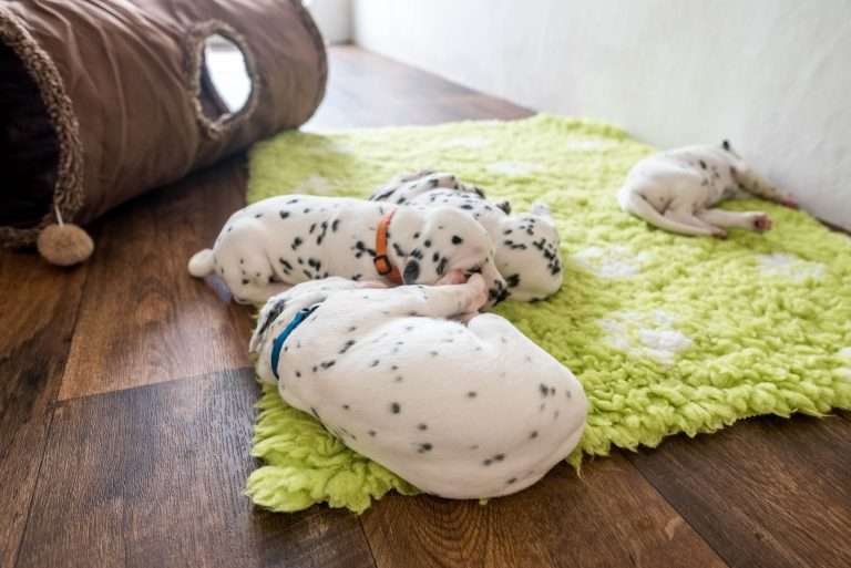 A-Wurf 22. Lebenstag (32)