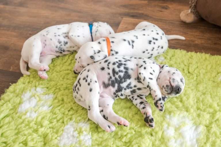 A-Wurf 22. Lebenstag (33)