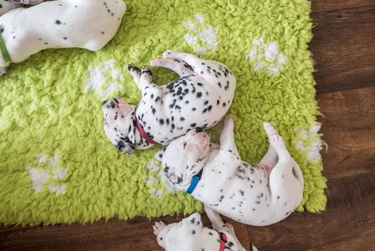 A-Wurf 22. Lebenstag (4)