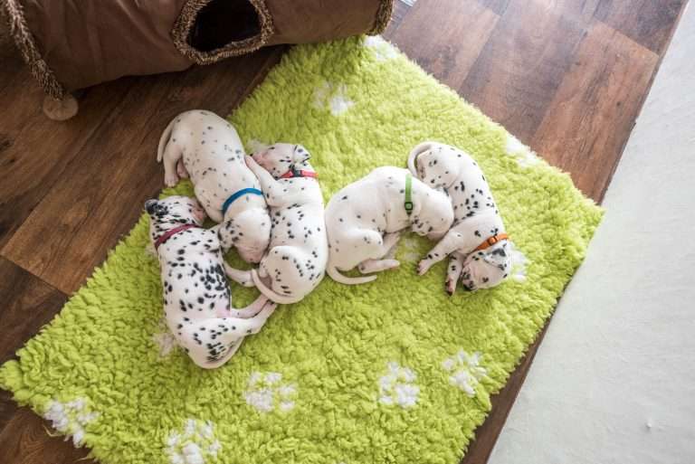 A-Wurf 22. Lebenstag (7)