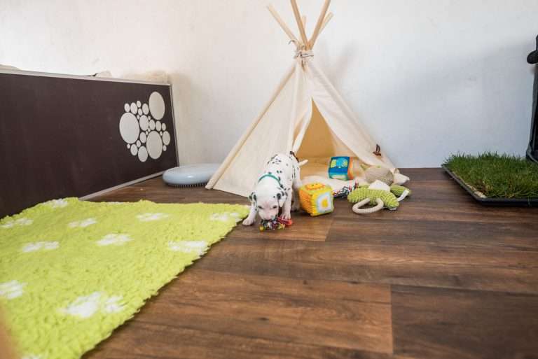 A-Wurf 22. Lebenstag (8)