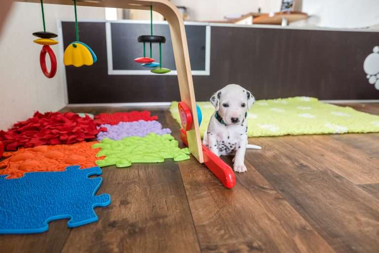 A-Wurf 22. Lebenstag (9)