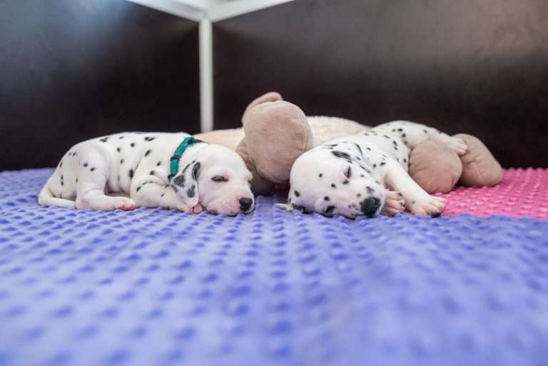 A-Wurf 23. Lebenstag (1)