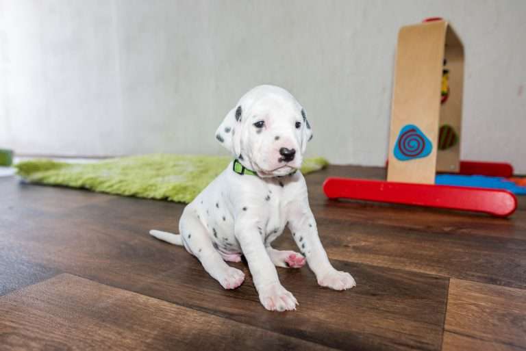 A-Wurf 23. Lebenstag (10)