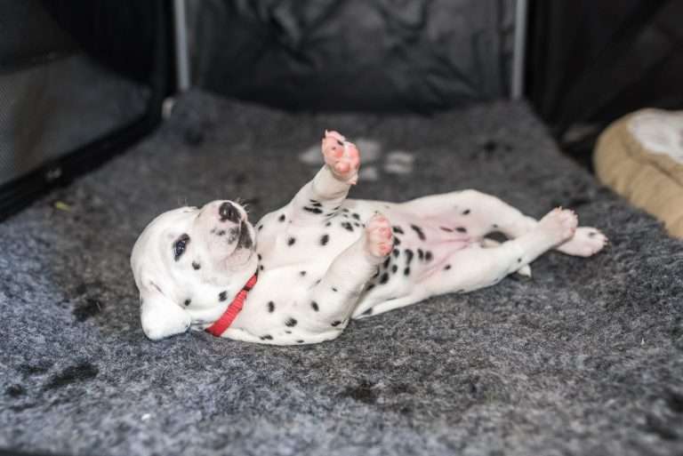 A-Wurf 23. Lebenstag (11)