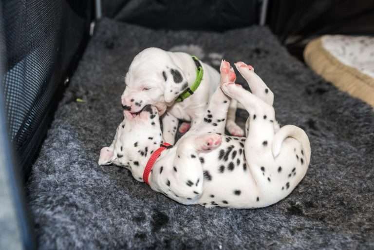 A-Wurf 23. Lebenstag (12)