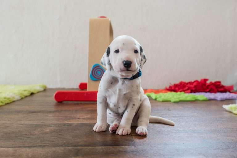 A-Wurf 23. Lebenstag (14)