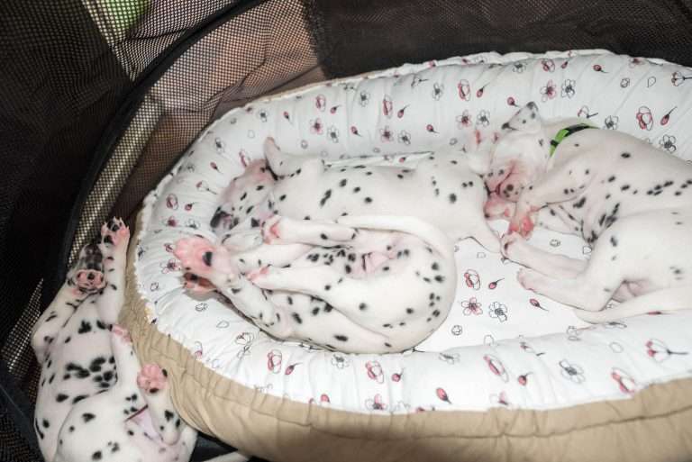 A-Wurf 23. Lebenstag (16)