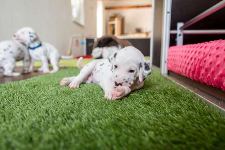 A-Wurf 23. Lebenstag (17)