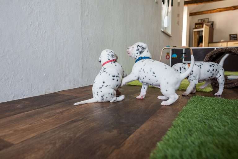 A-Wurf 23. Lebenstag (18)