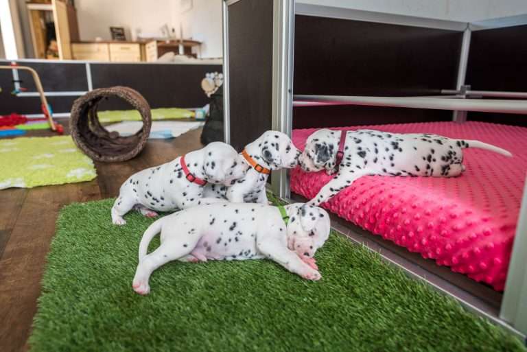 A-Wurf 23. Lebenstag (19)