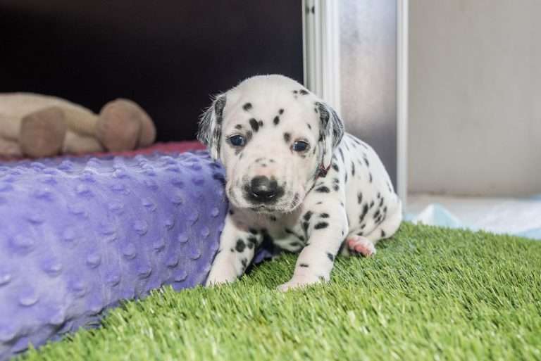 A-Wurf 23. Lebenstag (2)