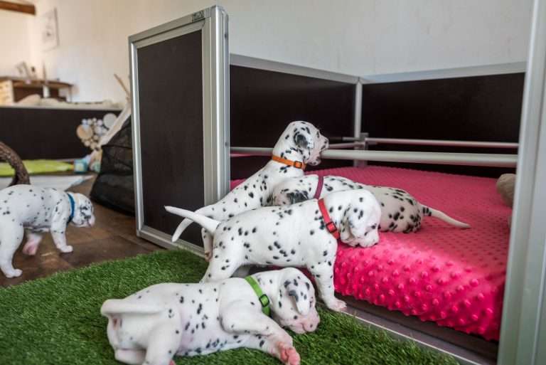 A-Wurf 23. Lebenstag (20)