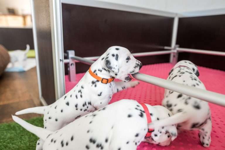 A-Wurf 23. Lebenstag (21)