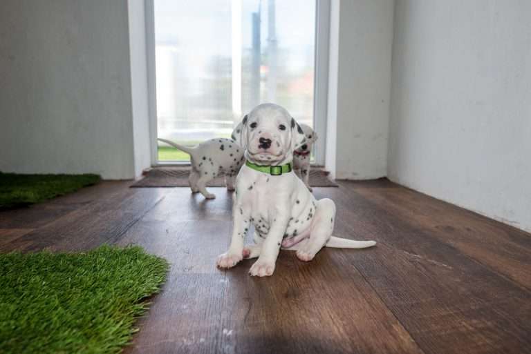 A-Wurf 23. Lebenstag (22)