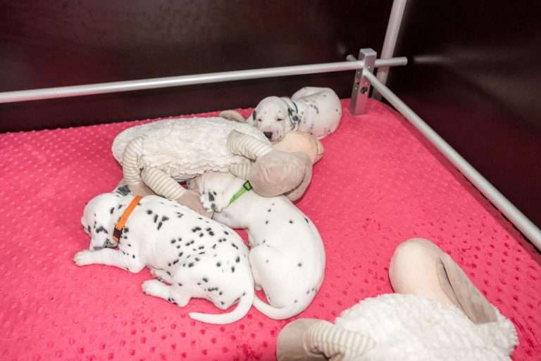 A-Wurf 23. Lebenstag (23)