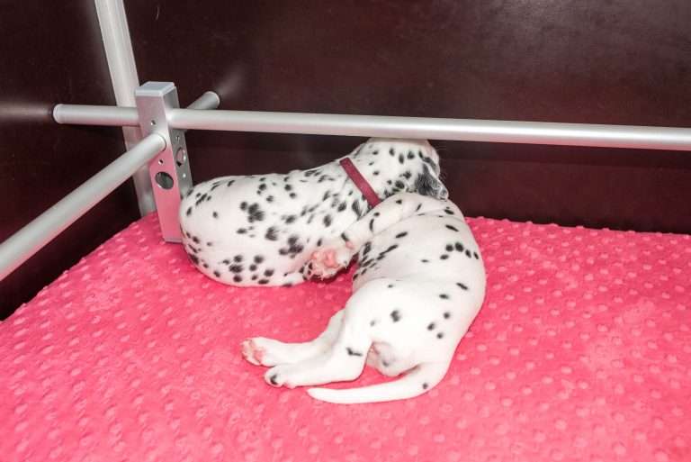 A-Wurf 23. Lebenstag (24)