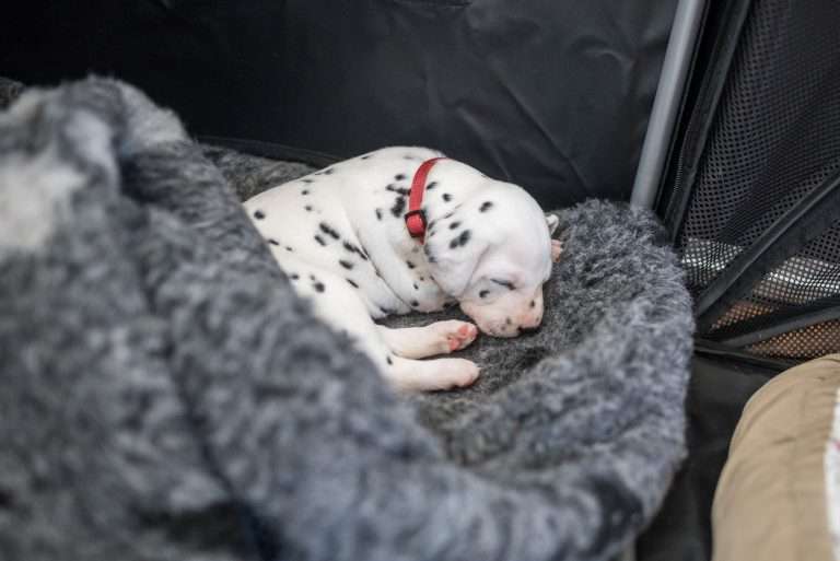 A-Wurf 23. Lebenstag (25)