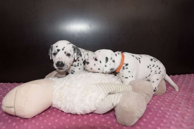 A-Wurf 23. Lebenstag (26)