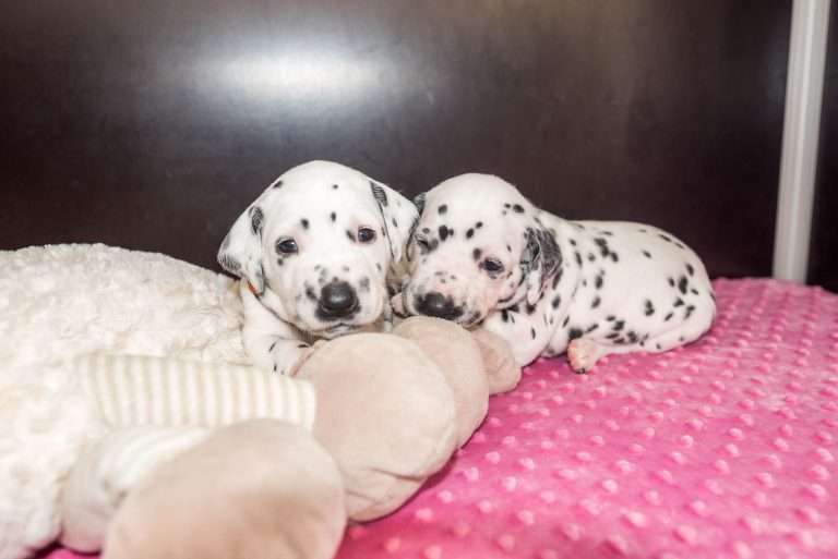 A-Wurf 23. Lebenstag (27)